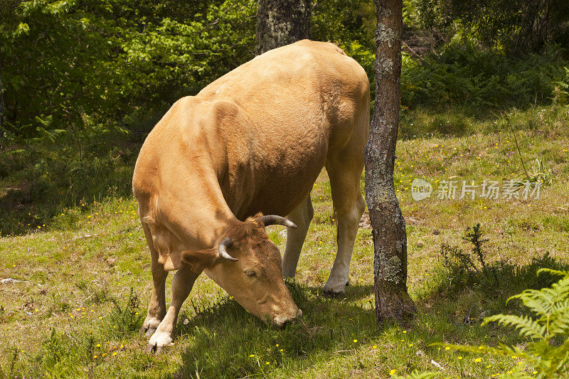 “Rubia gallega”奶牛在牧场上放牧，加利西亚，西班牙。